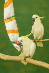 two cockatoos playing with Sockatoo