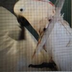 cockatoo ringing bell