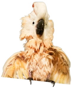 cockatoo after a shower
