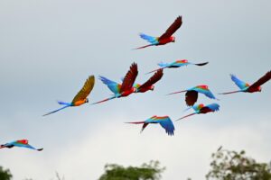 wild parrot flock in flight