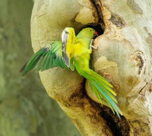 Indian Ringneck parrot foraging for food
