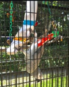 African Gray parrot swinging on Sockatoo