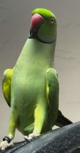 Indian Ringneck Parrot