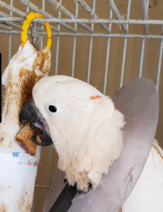 cockatoo with Sockatoo