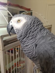 Congo African Gray Parrot Cracker