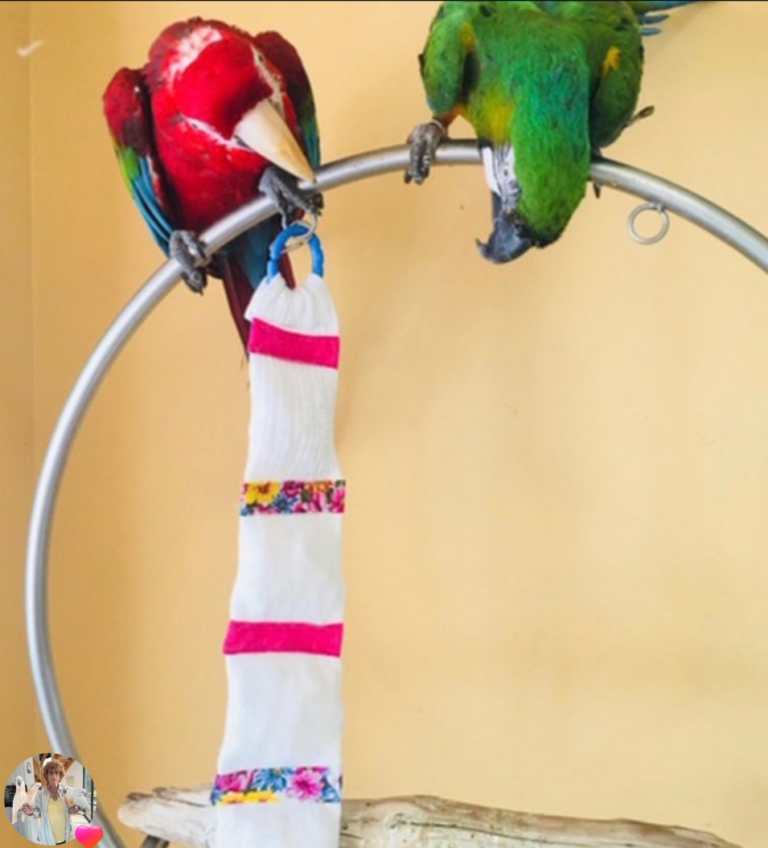 macaws with sockatoo