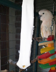 sockatoo dismantled