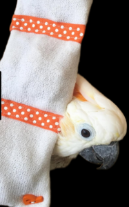 cockatoo with Sockatoo